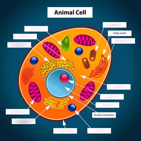 parts of the cell quizlet